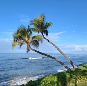 Meet your Posher, Robin